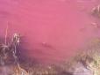 Вода в озері на Чернігівщині стала рожевою (фотофакт)
