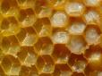 Зимово-весняний період: Користь бджолиного маточного молочка актуальна у будь-яку пору року
