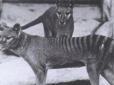 Тварина, яка зникла 80 років тому, знову з'явилася в Австралії