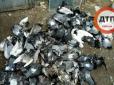 На Київщині  ЖЕКівці влаштували масову страту голубів (фотофакт, 12+)