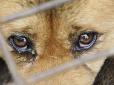 Новий законопроект ВР: В Україні за знущання над тваринами саджатимуть до в'язниці