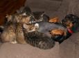 Такса стала мамою для шести кошенят (фото)