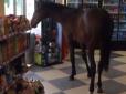 Кубанські коні настільки не покладаються на господарів, що самотужки ходять у магазин (відео)