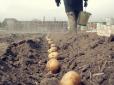 Щоб мати великий урожай! Коли краще садити картоплю у 2025 році