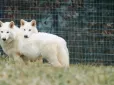 Генетики повернули до життя вимерлого Aenocyon dirus (вовк жахливий), виду що полював навіть на мастодонтів