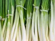 Зелена цибуля швидко вʼяне? Головні помилки зберігання продукту
